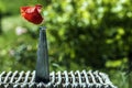 Red poppy flower on a small blue glass bottle Royalty Free Stock Photo