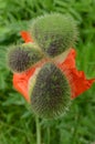 Red Poppy flower with 3 spiky outer bud pieces