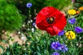 Red poppy flower in summer field. Bold vibrant color in nature