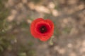 Red poppy flower top view. Close up view of red wildflower Royalty Free Stock Photo