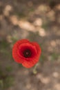 Red poppy flower top view. Close up view of red wildflower Royalty Free Stock Photo