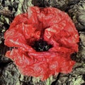 Red poppy flower on tree trunk