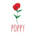 Red poppy flower vector illustration Royalty Free Stock Photo