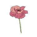 Red poppy flower. Vector illustration. Royalty Free Stock Photo