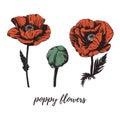 Red poppy flower vector illustration. Royalty Free Stock Photo