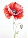 Red poppy flower. Watercolor illustration. Beautiful single flower painting for floral design