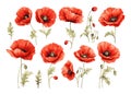 Red poppy flower watercolor illustration vector collection. Royalty Free Stock Photo