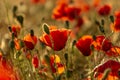 Red poppy flower into a wheat field at sunset. Spring. Speak