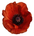 Red poppy flower on a white isolated background with clipping path. Closeup. no shadows. For design. Royalty Free Stock Photo