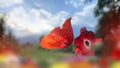 Red poppy flower in wild green field blue sky white clouds nature background Royalty Free Stock Photo