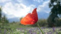 Red poppy flower in wild green field blue sky white clouds nature background Royalty Free Stock Photo