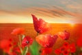 Red poppy flower in wild green field blue sky white clouds sun beam on horizon Olympus Mountain Greece nature background Royalty Free Stock Photo