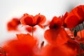 Red Poppy Flowers