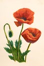 Red poppy flowers acrylic artistic handmade watercolor painting on white