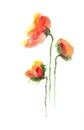 Red poppy flowers, Acrylic color painting