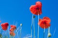 Red poppy flowers against blue sky Royalty Free Stock Photo