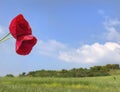 Red poppy flowers against blue sky Royalty Free Stock Photo