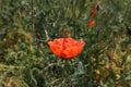 Red poppy flowers against the sky. Shallow depth of field. blue sky