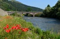 Poppy flowers along the river and the bridge