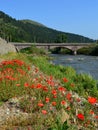 poppy flowers along the river and the bridge