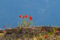 Red poppy flowers on the ancient bricks in the blue nature background