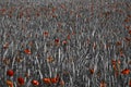 Red poppy flowers as an accent in a grain field