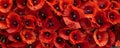Red poppy flowers background, closeup. Remembrance Day or Armistice Day rolls banner with copy space