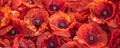 Red poppy flowers background, closeup. Remembrance Day or Armistice Day rolls banner with copy space