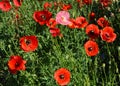 Red poppy flowers background. Papaver rhoeas, corn poppy, or Flanders poppy red flowers, buds and capsules with seeds Royalty Free Stock Photo