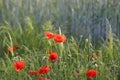Red poppy flowers Royalty Free Stock Photo