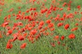 Red poppy flowers Royalty Free Stock Photo