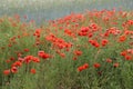 Red poppy flowers Royalty Free Stock Photo