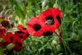 Red poppy flowers with black spots (Papaver commutatum \'Ladybird\