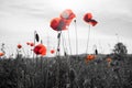 Red poppy flowers on a black and white background Royalty Free Stock Photo