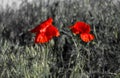 Red poppy flowers on a black and white background Royalty Free Stock Photo