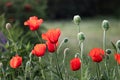 red poppy flowers bloom in the garden, Scarlet poppy flowers close-up