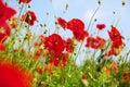 Red poppy flowers in bloom on green grass and blue sky blurred background closeup, beautiful poppies field blossom on sunny summer Royalty Free Stock Photo