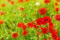 Red poppy flowers in bloom, yellow sunlight on green grass blurred background closeup, beautiful poppies field blossom Royalty Free Stock Photo