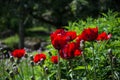 Red poppy flowers blooming close up on a green field of grass Royalty Free Stock Photo