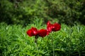 red poppy flowers blooming close up on a green field of high grass Royalty Free Stock Photo