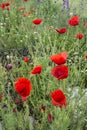Red poppy flowers blooming in early summer in a field in Bulgaria Royalty Free Stock Photo