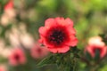 Red poppy flowers blooming in the green grass field, floral natural spring background Royalty Free Stock Photo