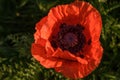 Red poppy flowers blooming in the green grass field, floral natural spring background, close-up Royalty Free Stock Photo