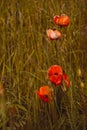 red poppy flowers. Blooming wild poppy flowers in the green-yellow grass. Bright colors, blurry background. Vertical Royalty Free Stock Photo