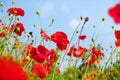 Red poppy flowers blossom on green grass and blue sky blurred background close up, beautiful blooming poppies field sunny summer Royalty Free Stock Photo