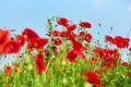 Red poppy flowers blossom on green grass and blue sky blurred background close up, beautiful poppies field in bloom sunny summer Royalty Free Stock Photo