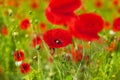 Red poppy flowers blossom on green grass blurred bokeh background close up, beautiful poppies field in bloom on sunny summer day Royalty Free Stock Photo