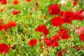 Red poppy flowers blossom on green grass blurred bokeh background close up, beautiful poppies field in bloom on sunny summer day Royalty Free Stock Photo