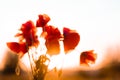 Red poppy flowers blossom on wild field. Beautiful field red poppies with selective focus. Glade of red poppies. Royalty Free Stock Photo