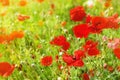 Red poppy flowers blossom, yellow sunlight on green grass blurred background close up, beautiful poppies field in bloom Royalty Free Stock Photo
